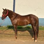 LOTE 018 - SPIRIT HANCOCK