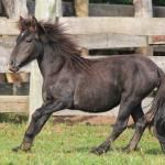 LOTE 020 - PRINCESA