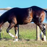 LOTE 011 - SEVERUS BOY MIME