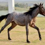 LOTE 012 - GAUCHO OLENA