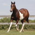 LOTE 006 - NAOMY TOP TOO CODY YBJ
