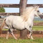 LOTE 012 - BELA