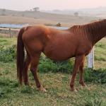 LOTE 011 - MISS LAY’S BOONADITE