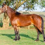 LOTE 011 - NIAZZI TARRAFA