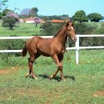 LOTE 020 - KING KAT REY VRA