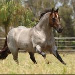 LOTE 100 - METALLIC REY STAR 4M (Coberturas)
