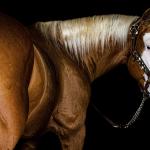 LOTE -200 - ROOSTER PALE FACE (COBERTURAS)
