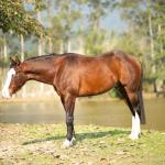 LOTE 020 - BEN STARLIGHT GUN