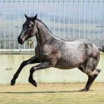 LOTE 004 - JOCASTA BLUE