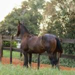 LOTE 005 - MAYA FLING STARLIGHT