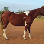 LOTE 013 - HILL TOPFLYER HSA