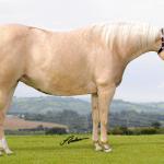 LOTE 002 - BUENA DIAMOND JPJ (Ventre Livre)