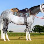 LOTE 023 - SMOOTH DUAL MIME