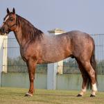 LOTE -100 - JACK DUAL KEYS RM (COBERTURA)