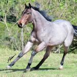 LOTE 014 - STARLIGHT SPARK Z