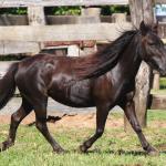 LOTE 016 - NEGRITA