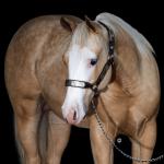 LOTE 006 - MILK DUNIT WHITEY