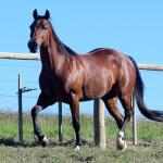 LOTE 004 - MISS JAY TOP