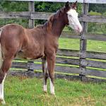 LOTE 002 - CHEX FROM SHINER´S