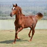 LOTE 020 - SPORTIN BLUE BOON