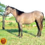 LOTE 021 - SMART PISTOL REY B3