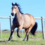 LOTE 001 - REYNA SHINER MIL