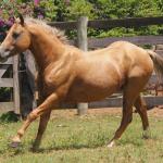 LOTE 019 - HIGH BUENO STAR (Coberturas)