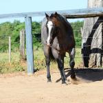 LOTE 102 - ONCE IN METAL (Coberturas)