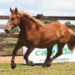 LOTE 005 - FAVACHO