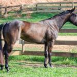LOTE 008 - INDIAN BOONSMAL SN