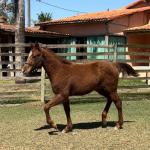 LOTE 007 - KING ROOSTER OLENA