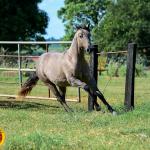 LOTE 021 - SMART PISTOL REY B3