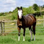 LOTE 011 - SEVERUS BOY MIME