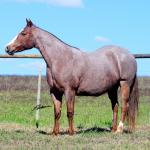LOTE 002 - INDUTORA PISTOL AJS