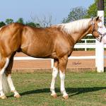 LOTE -200 - ROOSTER PALE FACE (COBERTURAS)