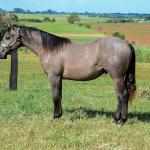 LOTE 021 - SMART PISTOL REY B3