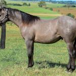 LOTE 021 - SMART PISTOL REY B3