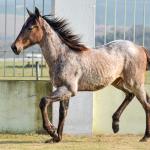 LOTE 022 - JACK PEP KEYS