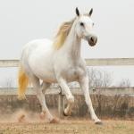 LOTE 007 - KEENNESS BONSMAL