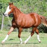 LOTE 017 - QUESTION BOY CODY Z