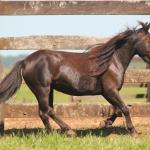 LOTE 016 - NEGRITA