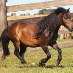 LOTE 017 - CHOCOLATE