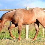 LOTE 022 - ZEUS BET CAT CDA