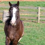 LOTE 013 - BELLE OCASION