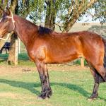 LOTE 011 - NIAZZI TARRAFA