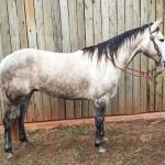 LOTE 001 - BLOND ME A SHINE