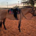 LOTE 014 - DAKOTA BARS LADY
