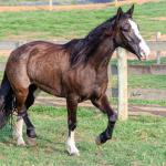 LOTE 013 - BELLE OCASION