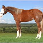 LOTE 006 - OFA WHIZ JAY Z