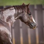 LOTE 013 B - FANTASTIC CAT (Coberturas)
